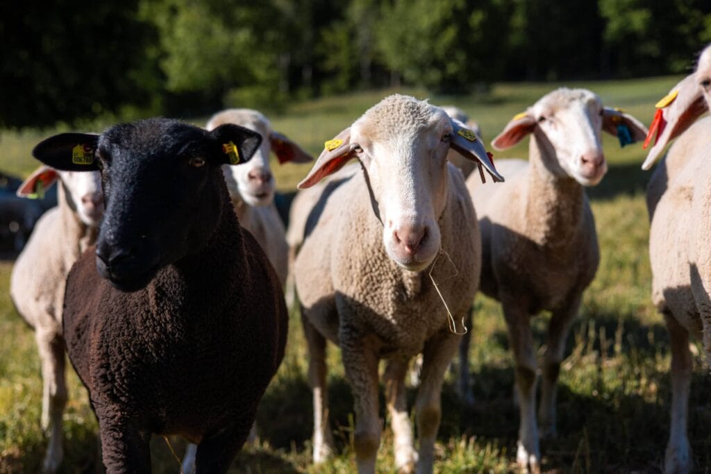 Naive Schafe auf grüner Weide, ideal für ländliche Events und Naturerlebnisse.