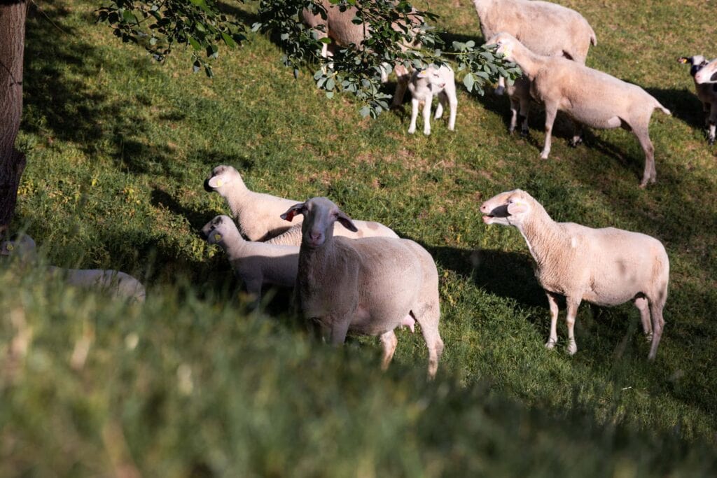 Schafe grasen auf einer grünen Wiese bei Eichberger Grill-Events.