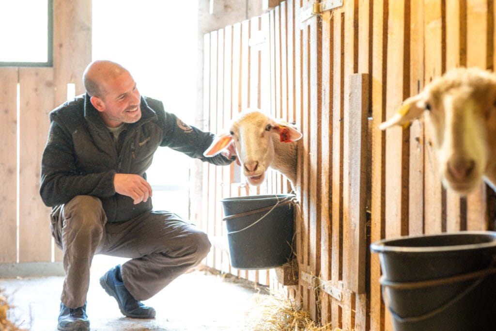 Mann streichelt Ziegen in einem Tiergehege bei Eichberger Grill-Events.